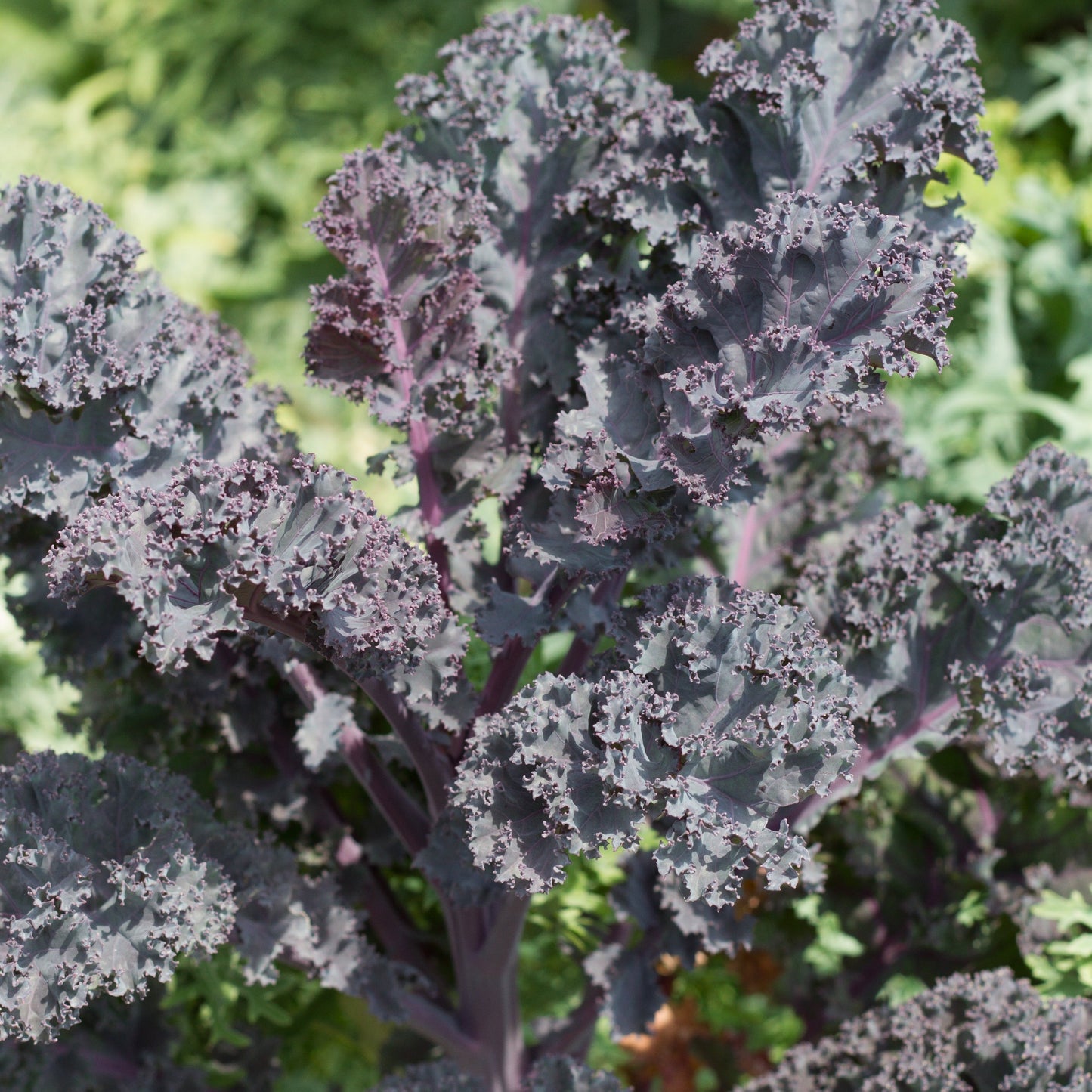 Scarlet Kale - Blessings Grow Meadows