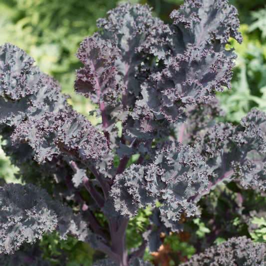 Fresh Scarlet Kale leaves from MIgardener, vibrant red and green kale with curly edges, ready for harvesting or cooking.