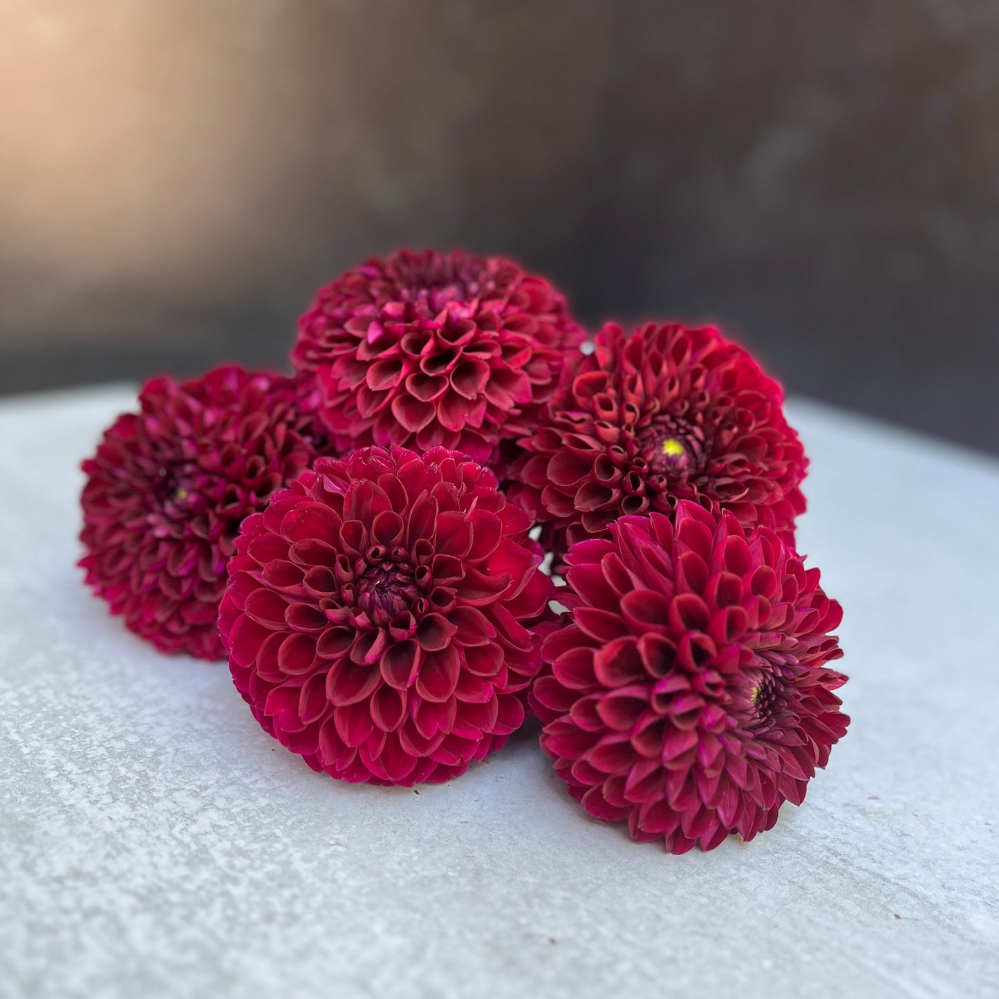 Dahlia Tuber Mix-Dark & Moody-10 Tubers