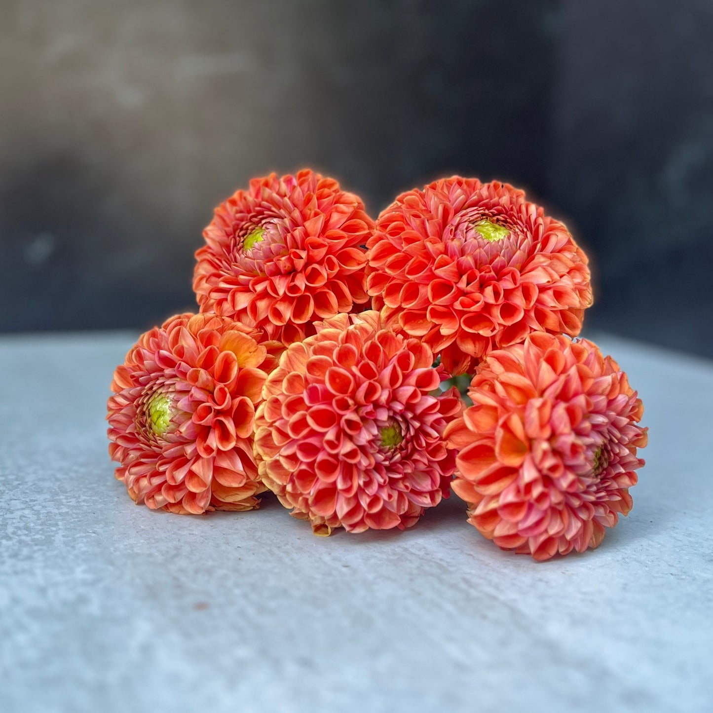 Dahlia Tuber Mix-Autumnal Tones-10 Tubers