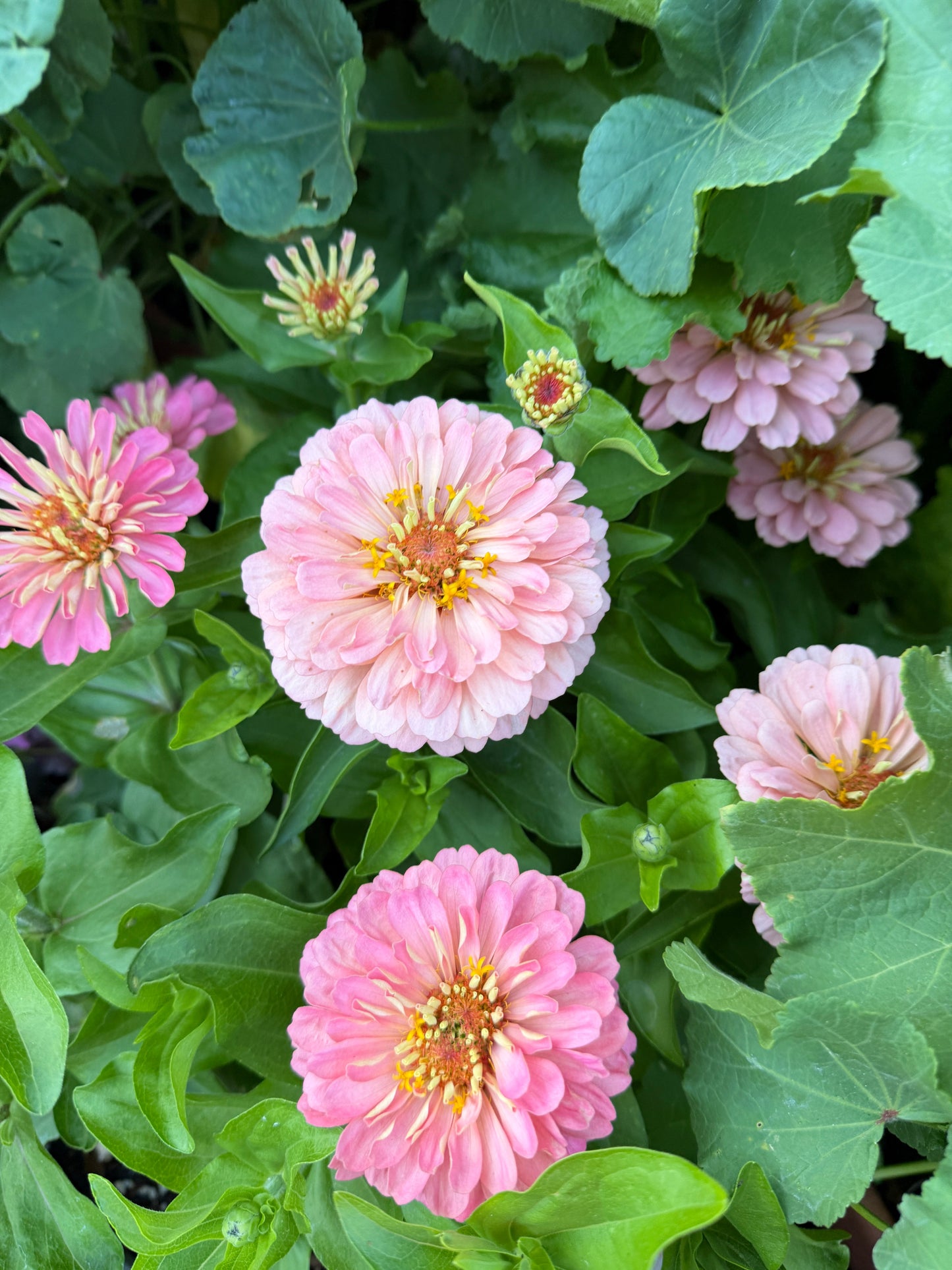 Pink Zinnia Dreamland seeds from John's Plant Adventures, showcasing vibrant flower seeds for gardening.