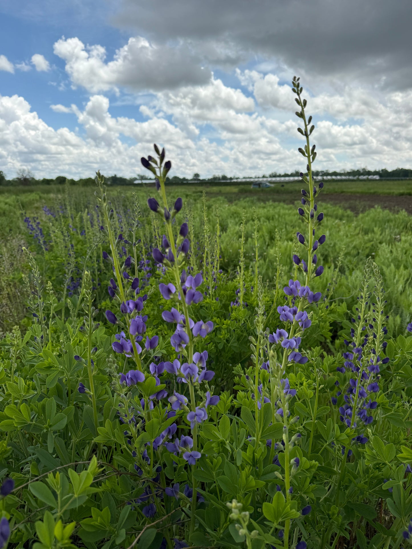 Baptisia False Indigo-Bareroot Plant