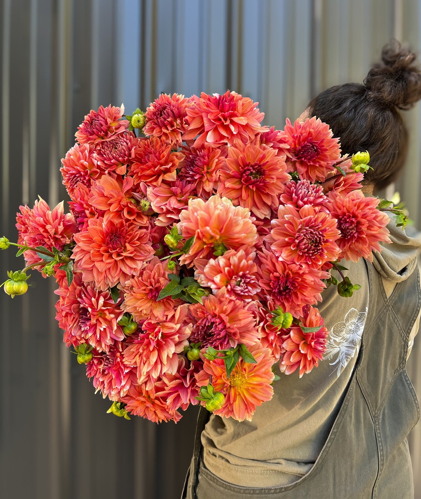 Dahlia Tuber Connecticut Coral