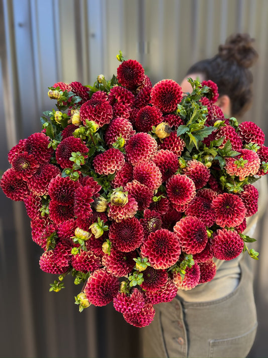 Dahlia Tuber Copper Boy