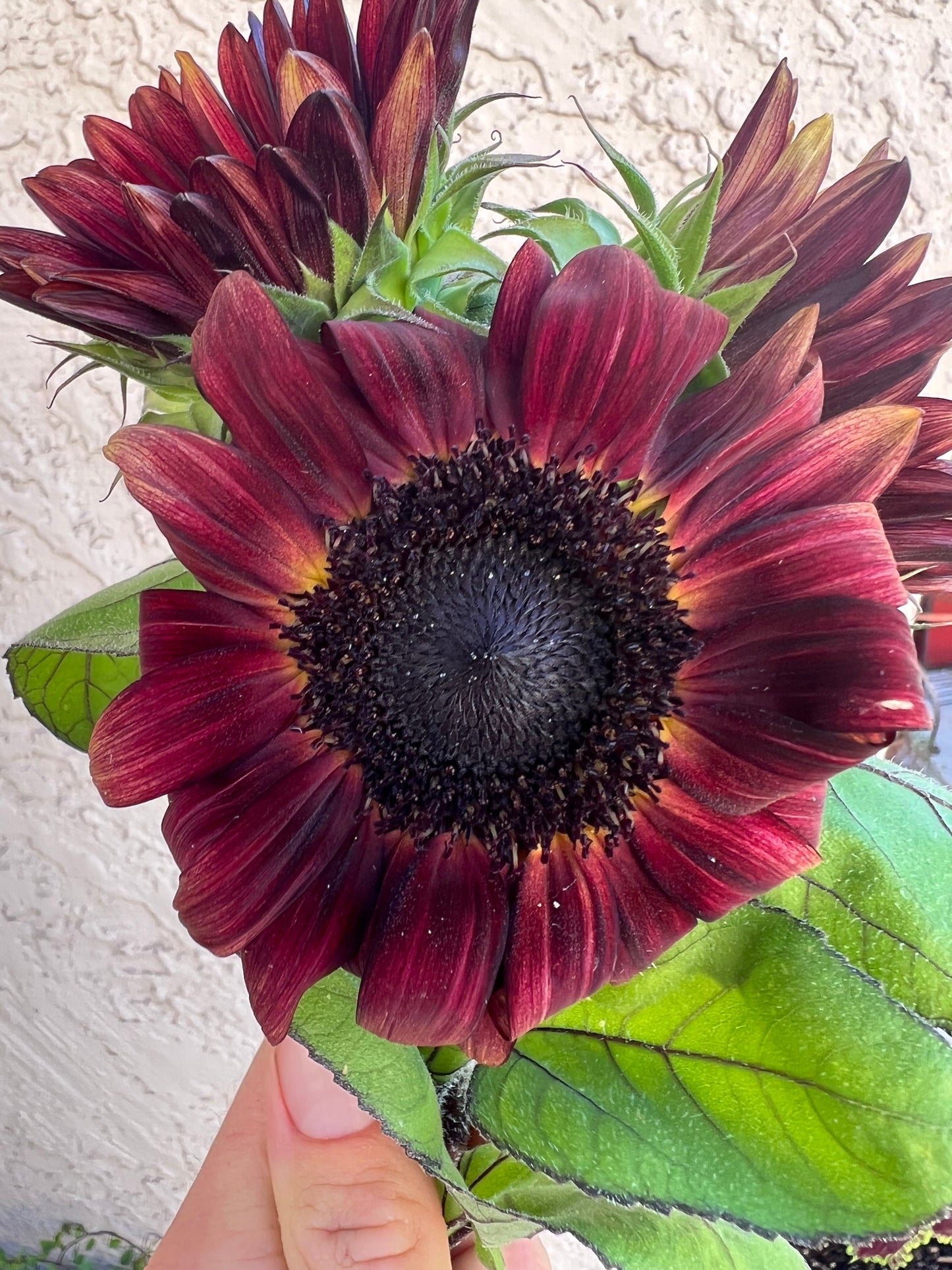 Sunflower ProCut Red seeds from John's Plant Adventures, close-up of vibrant red sunflower seeds in a container.