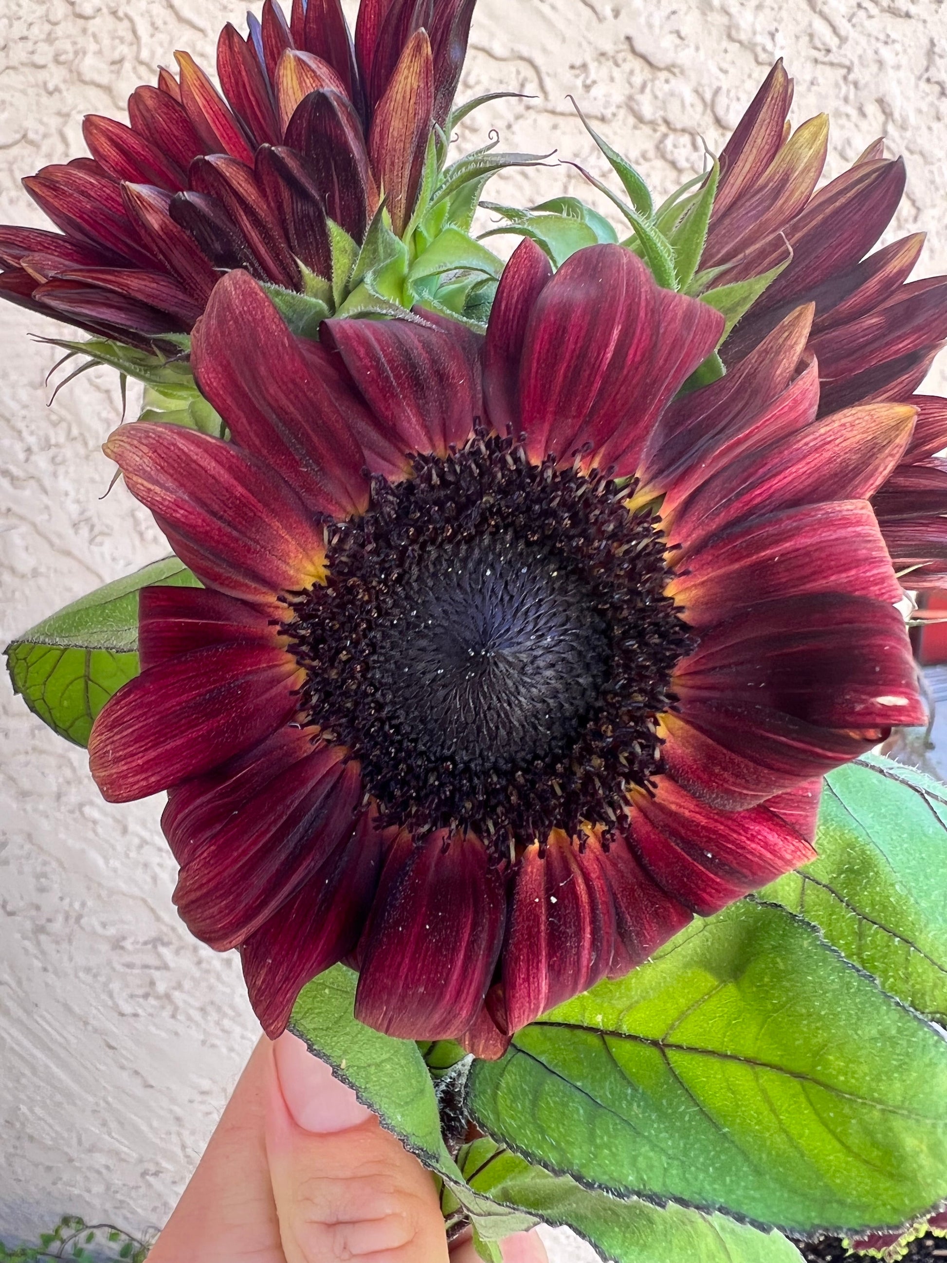 Sunflower ProCut Red seeds from John's Plant Adventures, close-up of vibrant red sunflower seeds in a container.