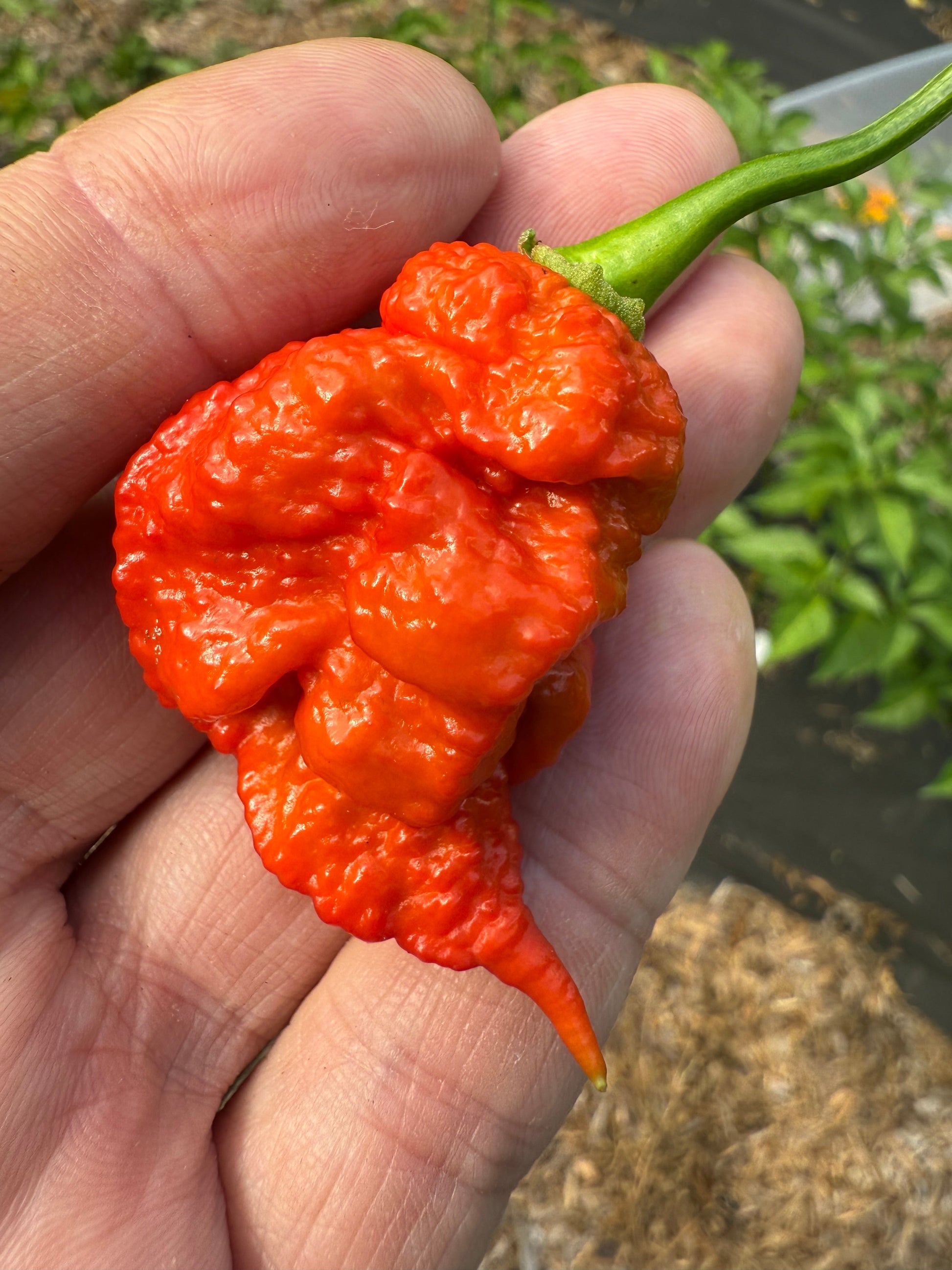 Strawberry Death Spiral Chili Jam - Powerful Pepper Company ~ Blessings Grow Meadows