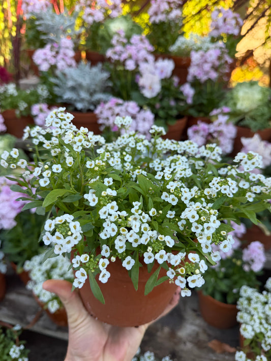 White Alyssum Clear Crystal seeds from John's Plant Adventures, small seeds shown in a clear packaging for planting.