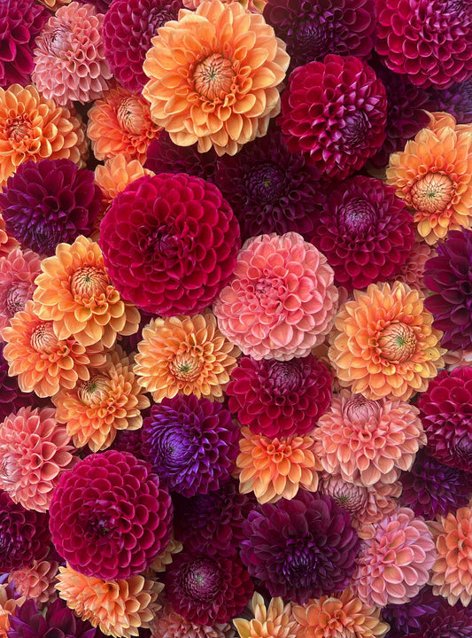 Dahlia Tuber Mix-Autumnal Tones-10 Tubers