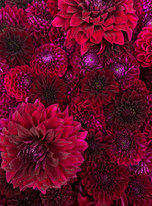 Dahlia Tuber Mix-Dark & Moody-10 Tubers