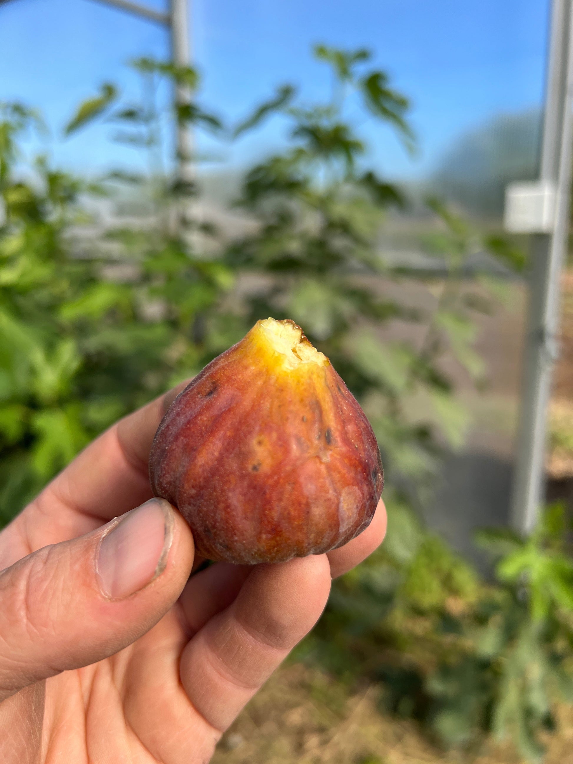 Fresh C's Red Heirloom Fig from The Farm On Central, ripe and ready with vibrant red skin and lush green leaves.