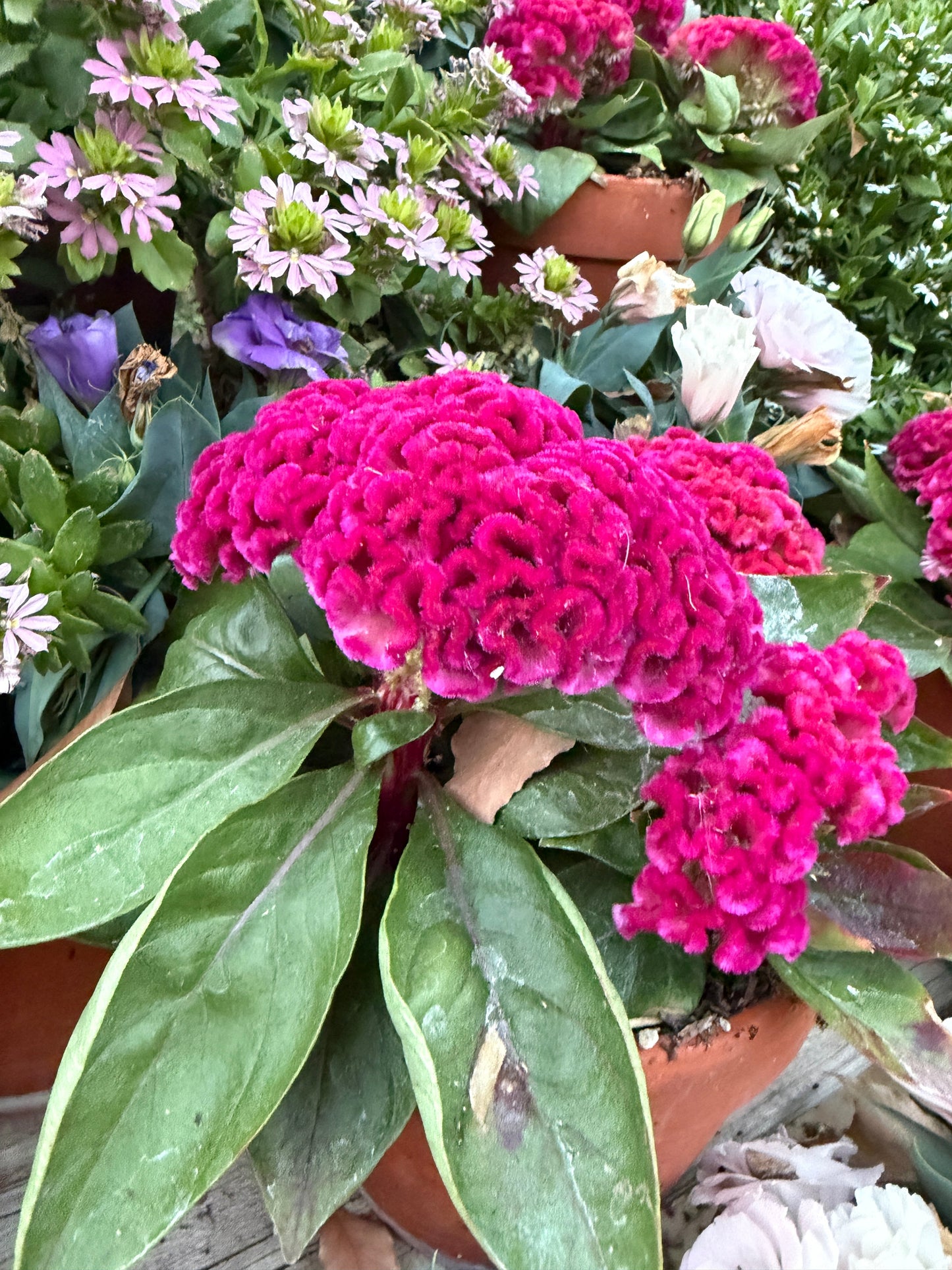 雞冠花「粉紅佳人」種子