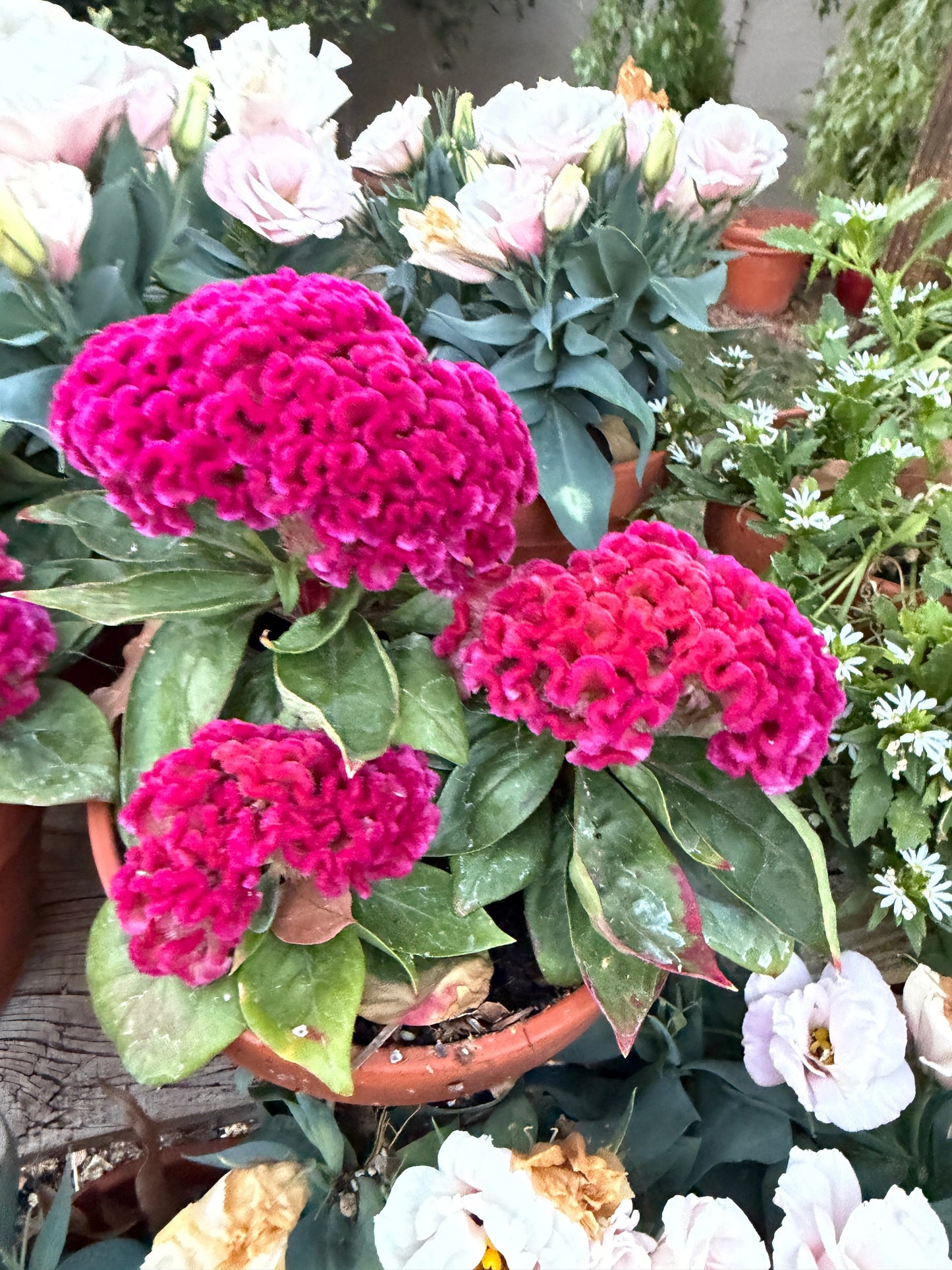 雞冠花「粉紅佳人」種子
