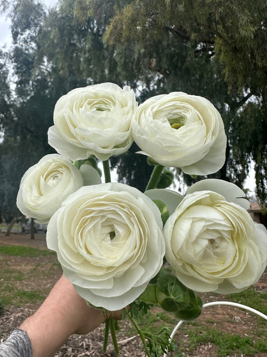 Ranunculus Amandine White