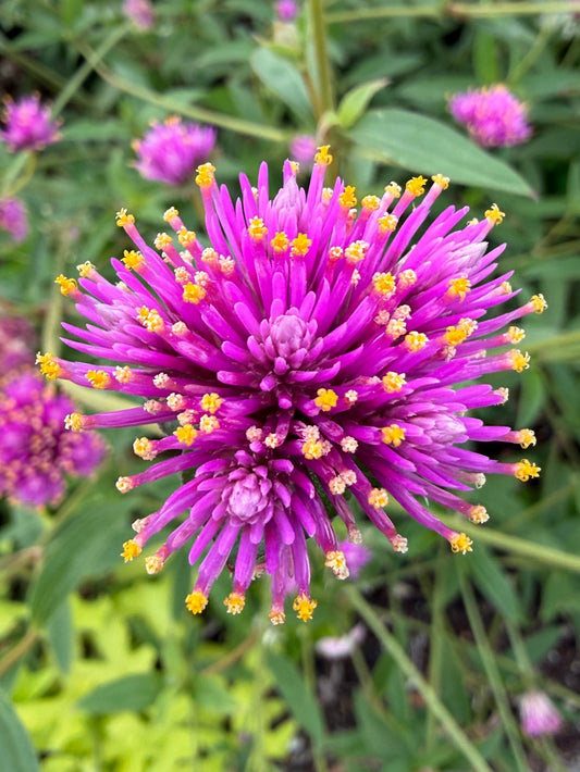 Gomhprena fireworks seeds from John's Plant Adventures showing vibrant seed packets for planting fireworks flowers.