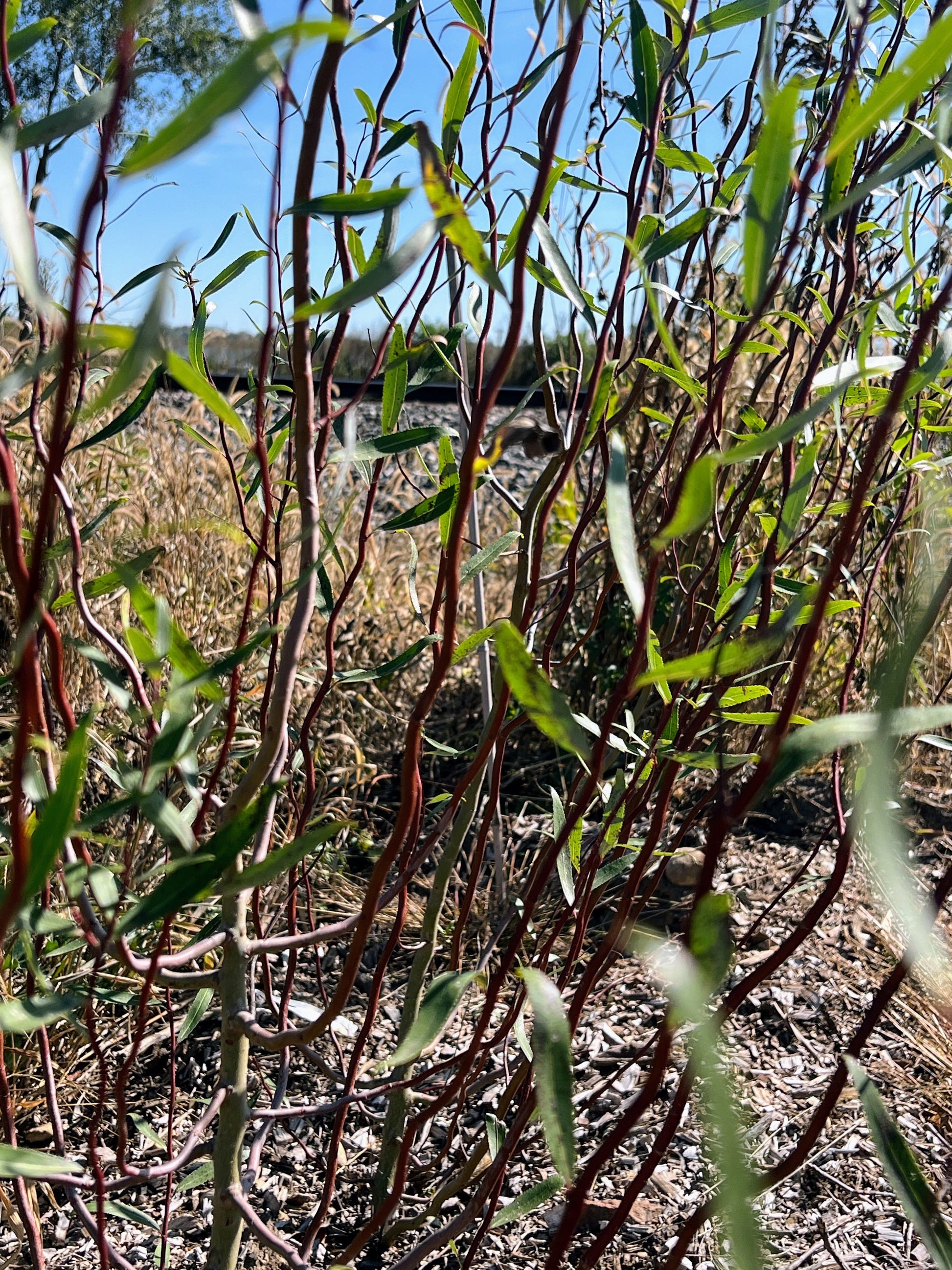 Scarlet Curly Willow (Salix matsudana) tree with vibrant, curly red-brown branches and lush green leaves, cultivated by The Farm On Central.