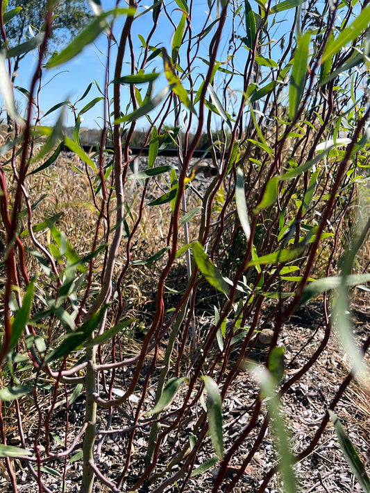 Scarlet Curly Willow (Salix matsudana) tree with vibrant, curly red-brown branches and lush green leaves, cultivated by The Farm On Central.