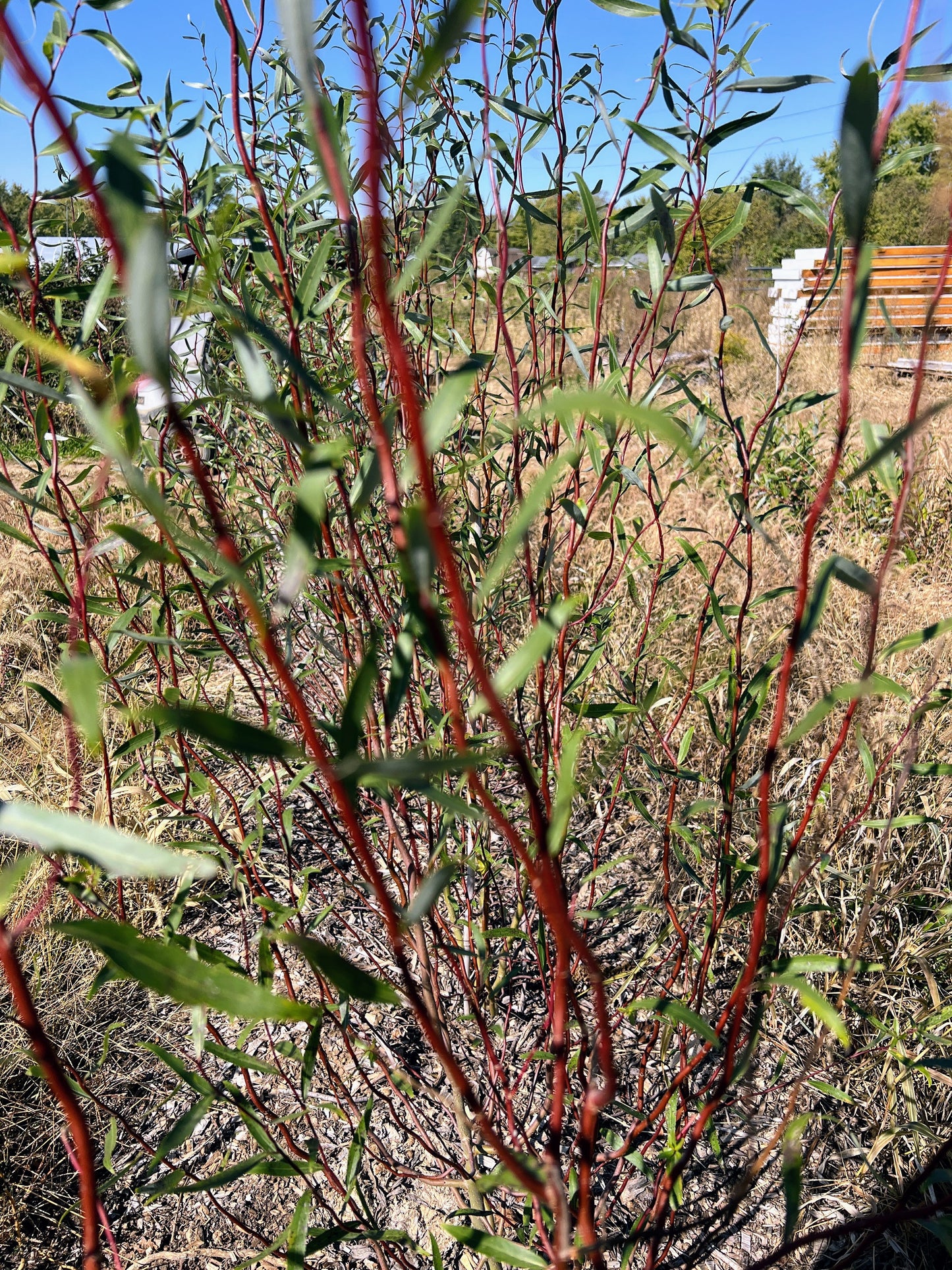 Scarlet Curly Willow (Salix matsudana) branch with vibrant red, curly twigs and green leaves, from The Farm On Central.