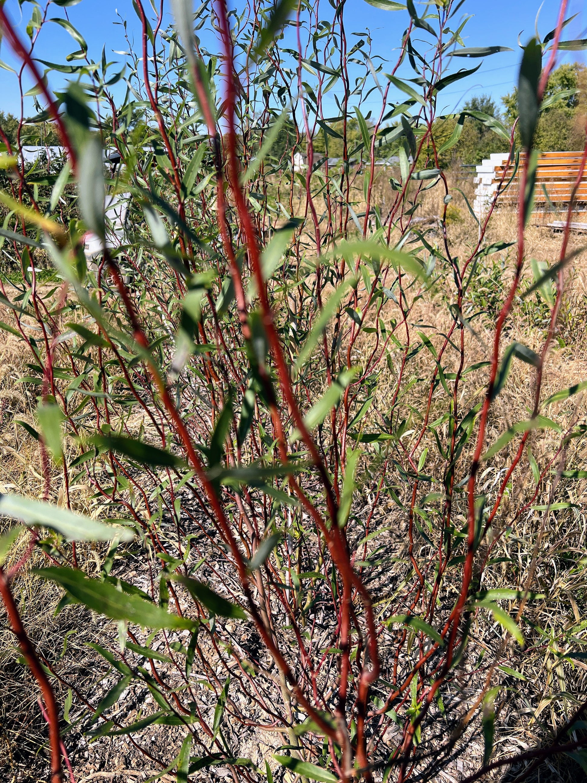 Scarlet Curly Willow (Salix matsudana) branch with vibrant red, curly twigs and green leaves, from The Farm On Central.