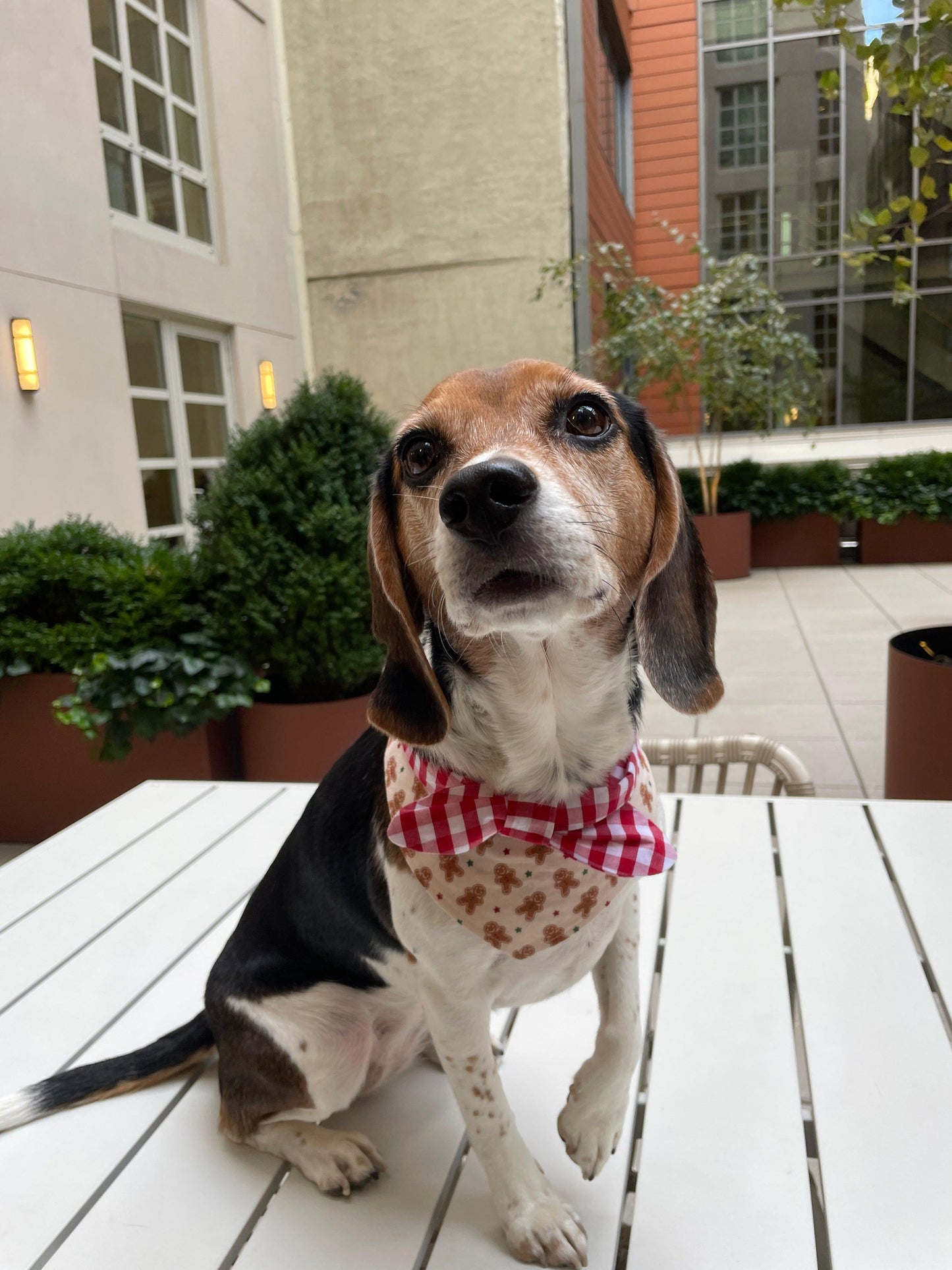 Christmas Morning Gingerbread Man Gingham Print Handmade Bandana - BarkBarkBaby ~ Blessings Grow Meadows
