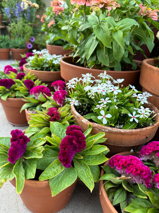 Cockscomb celosia Brainiac mad 'Magenta' seeds