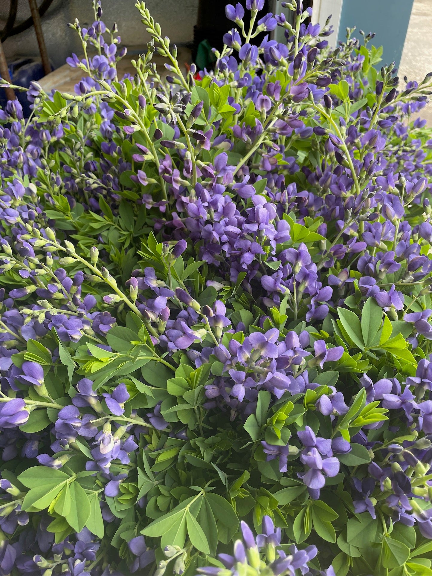Baptisia False Indigo-Bareroot Plant