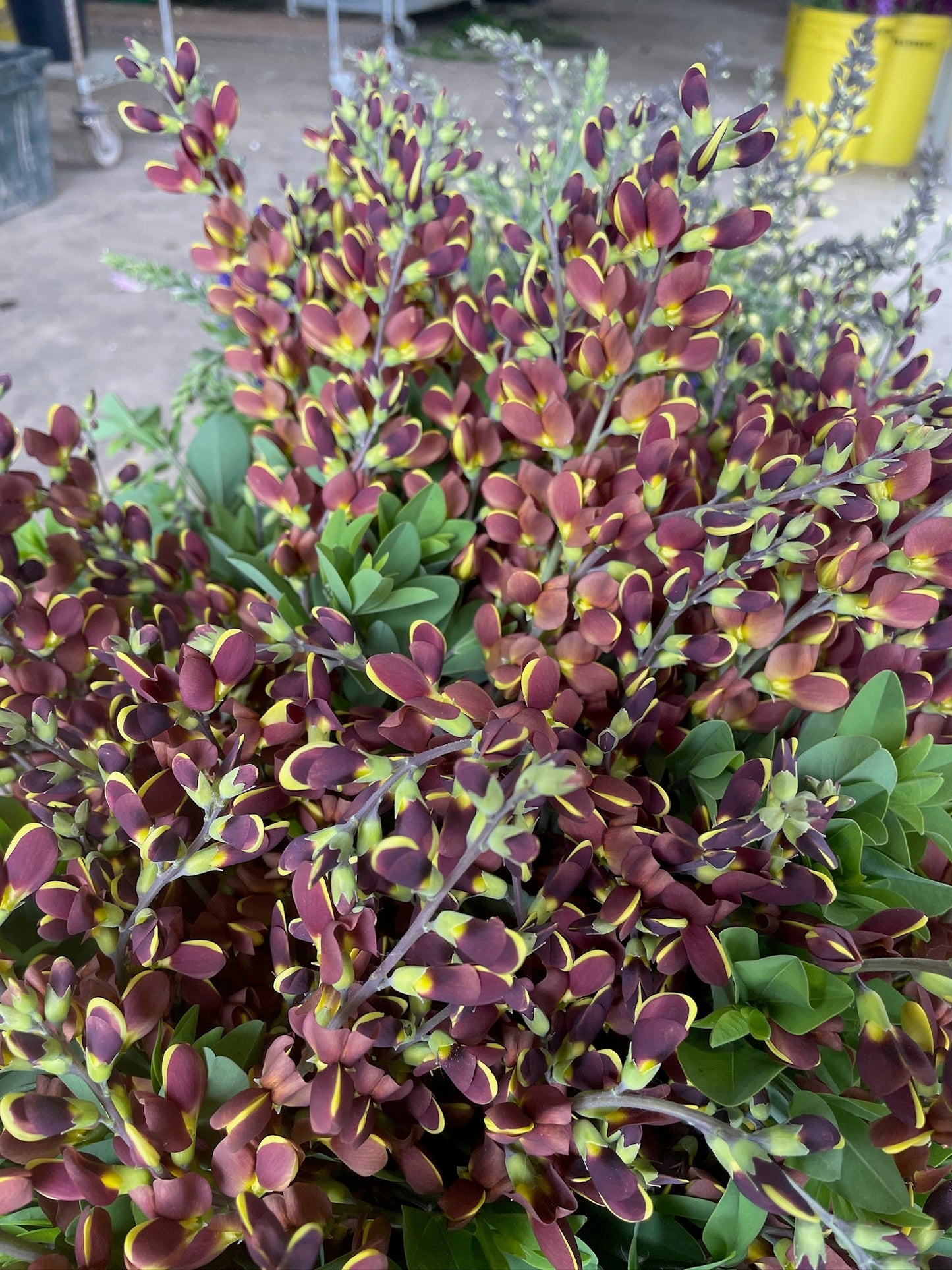 Sunny Meadows Baptisia Cherries Jubilee live plant with three plugs, showcasing vibrant blue-purple flowers and healthy green foliage.