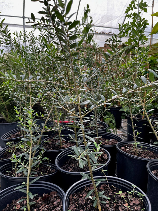 Olive 'Arbequina' tropical fruit tree by Sow Exotic with green leaves and small olive fruits on a healthy tree.