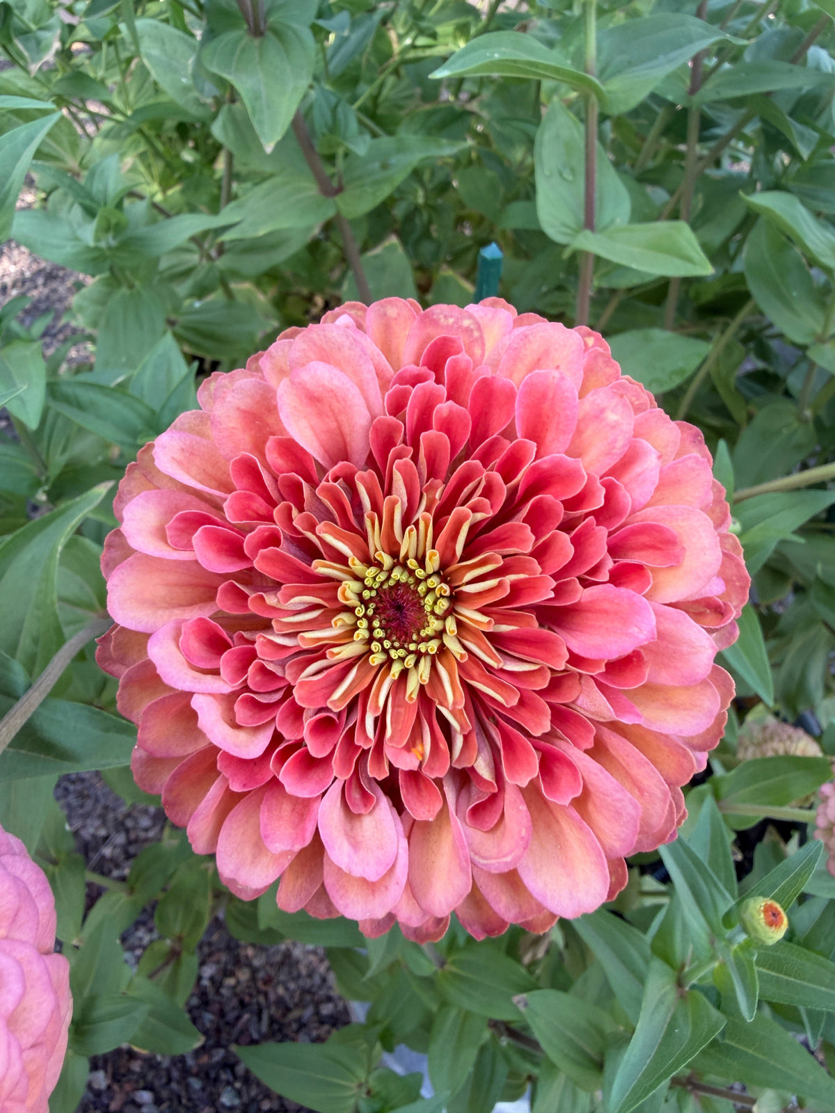 Zinnia Benary's Giant Salmon Rose seeds in packet, vibrant flower seeds from John's Plant Adventures for garden planting.