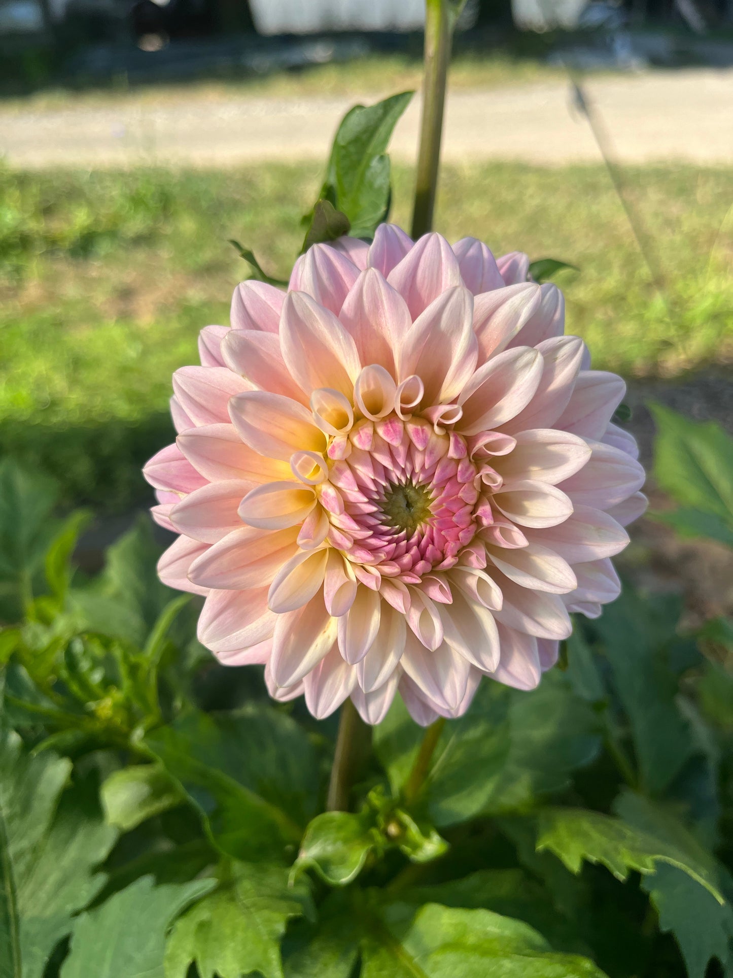 Dahlia Tuber Coralie