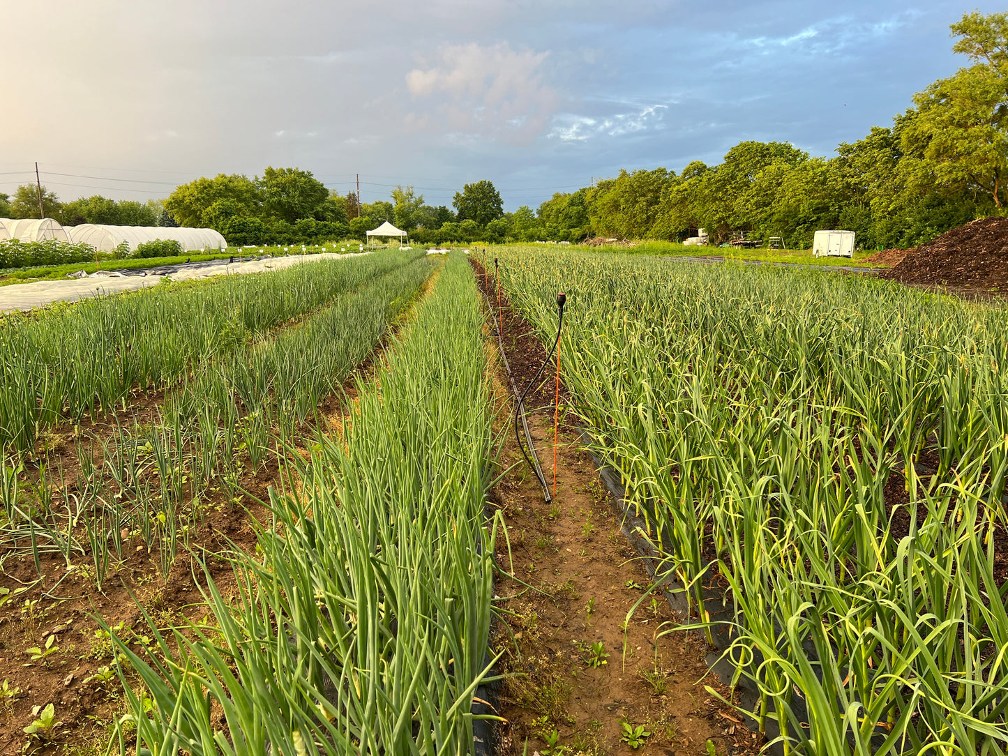Long Day Onion bundle from The Farm On Central, fresh onions with green tops, ideal for cooking and gardening.