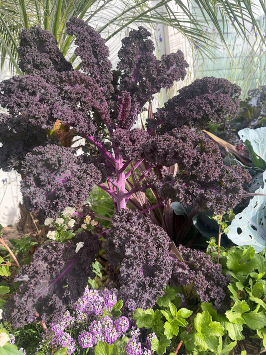 Scarlet red Kale seeds from John's Plant Adventures, shown in small seed form ready for planting on a white background.