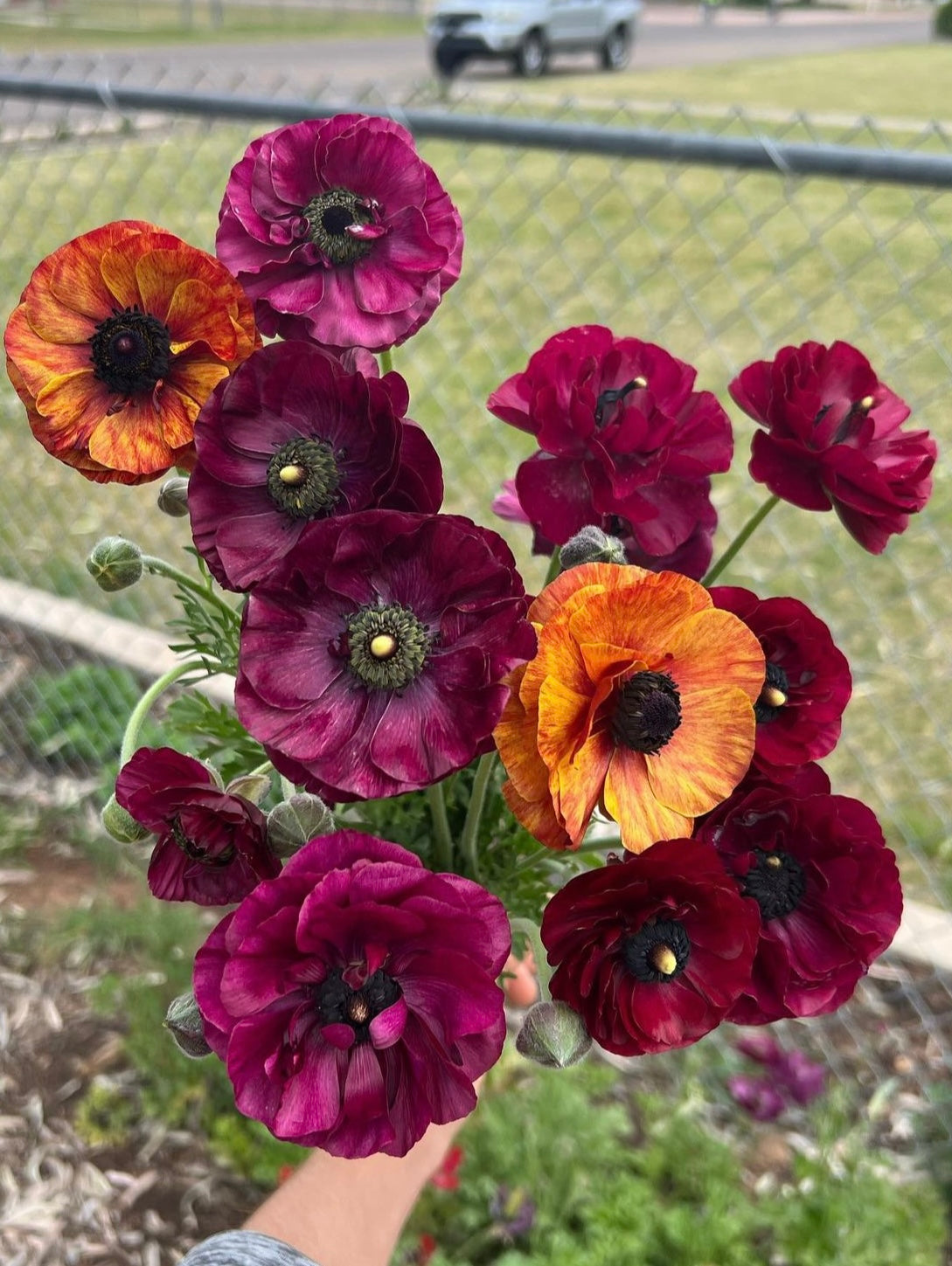 Purple Ranunculus Tecolote corms from John's Plant Adventures, showing fresh, healthy bulbs ready for planting.