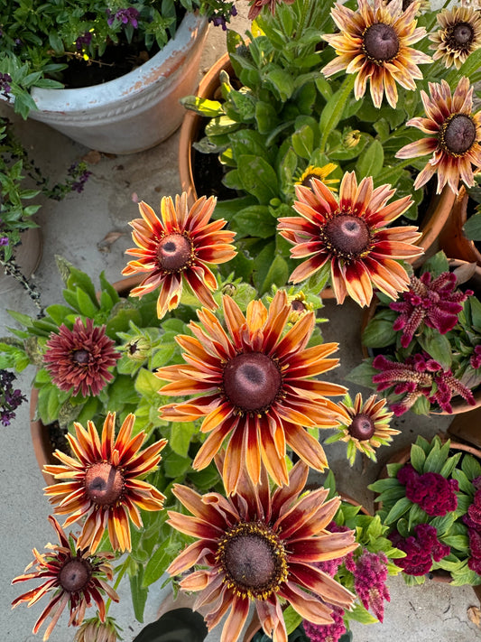 Rudbeckia Sahara seeds