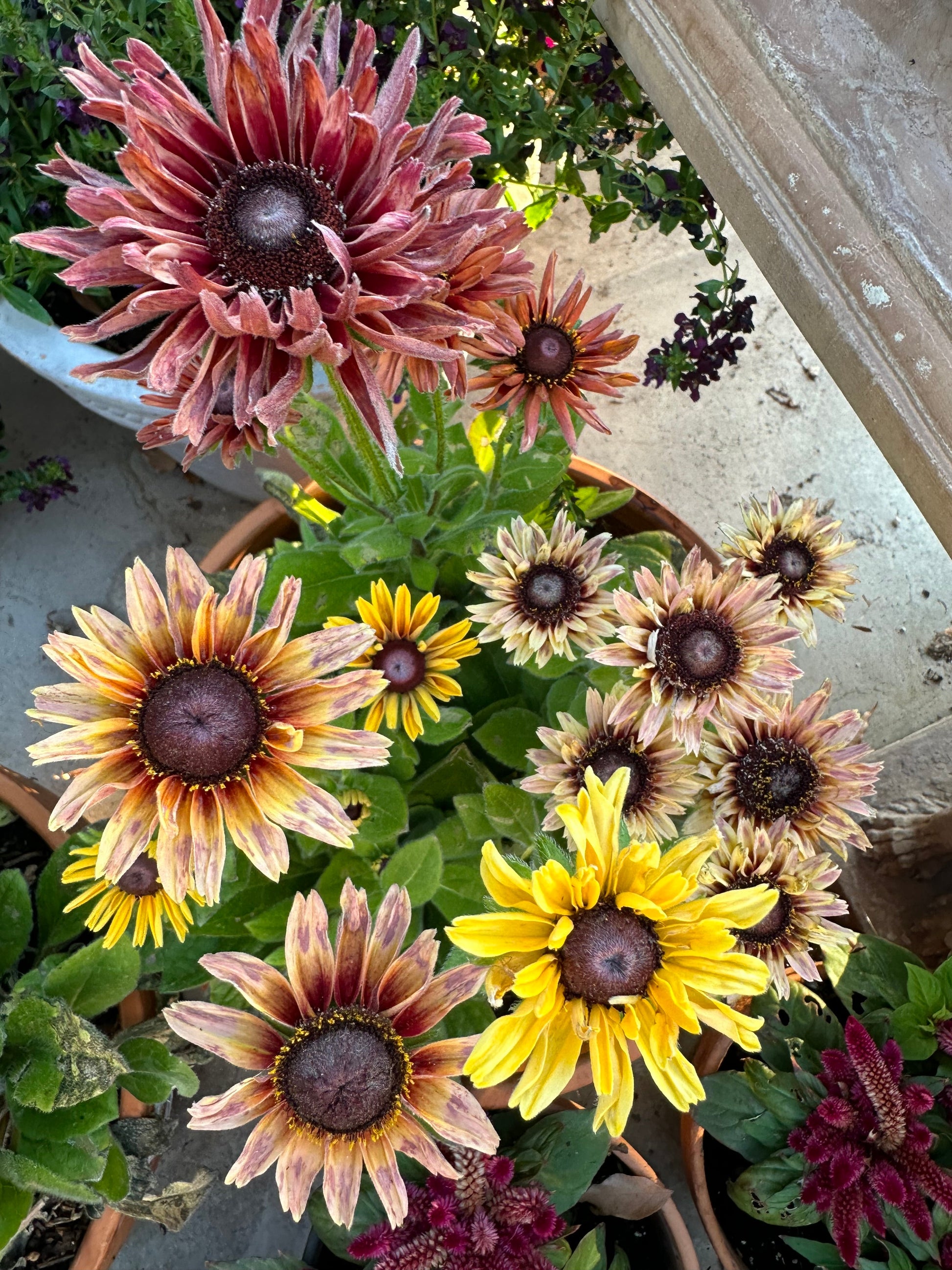 John's Plant Adventures Rudbeckia Sahara seeds in a packet, showcasing vibrant yellow flower seeds for gardening.