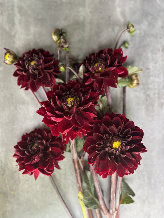 Dahlia Manoa-3 Rooted Cuttings