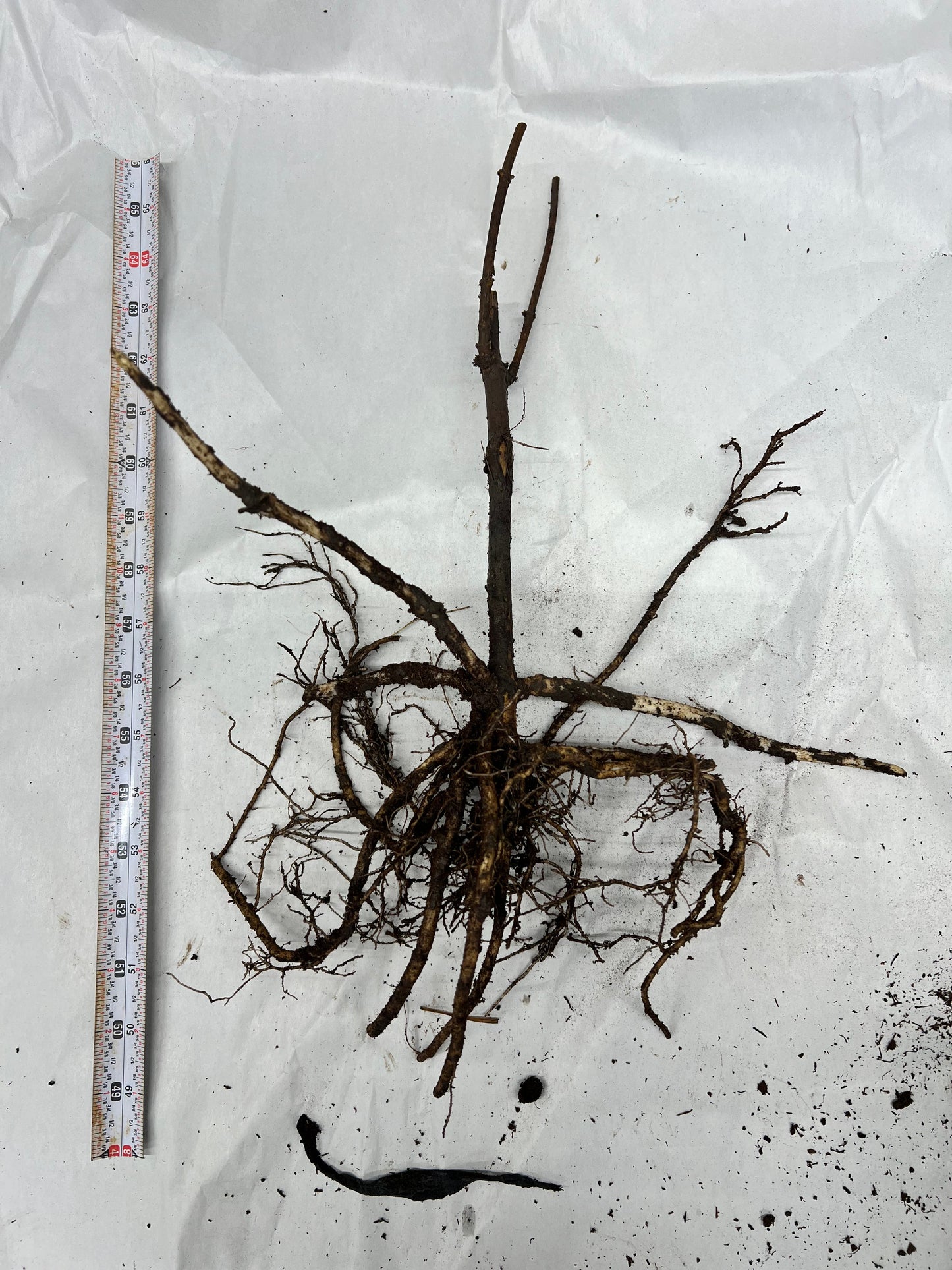 Wyldewood Elderberry