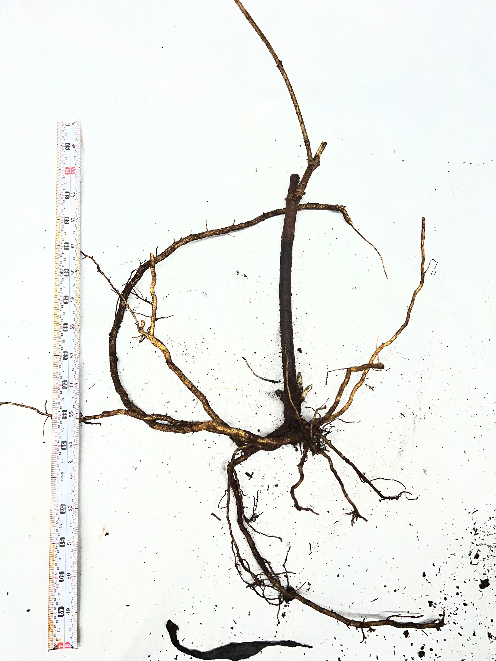 Fresh Adams Elderberry from The Farm On Central, showcasing ripe, dark berries in a natural setting.