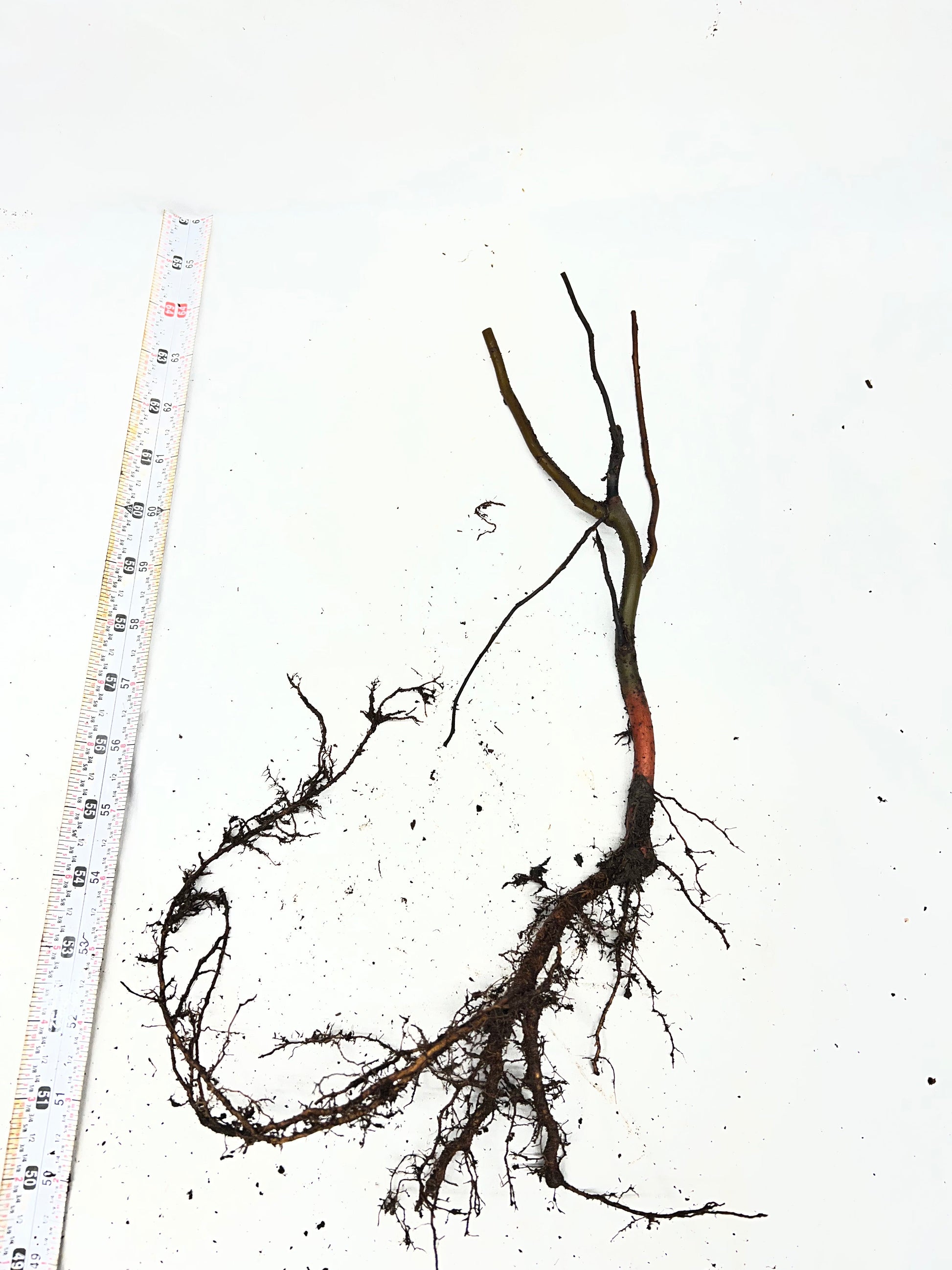 Scarlet Curly Willow (Salix matsudana) branch with vibrant, curly red-tinted leaves, from The Farm On Central.