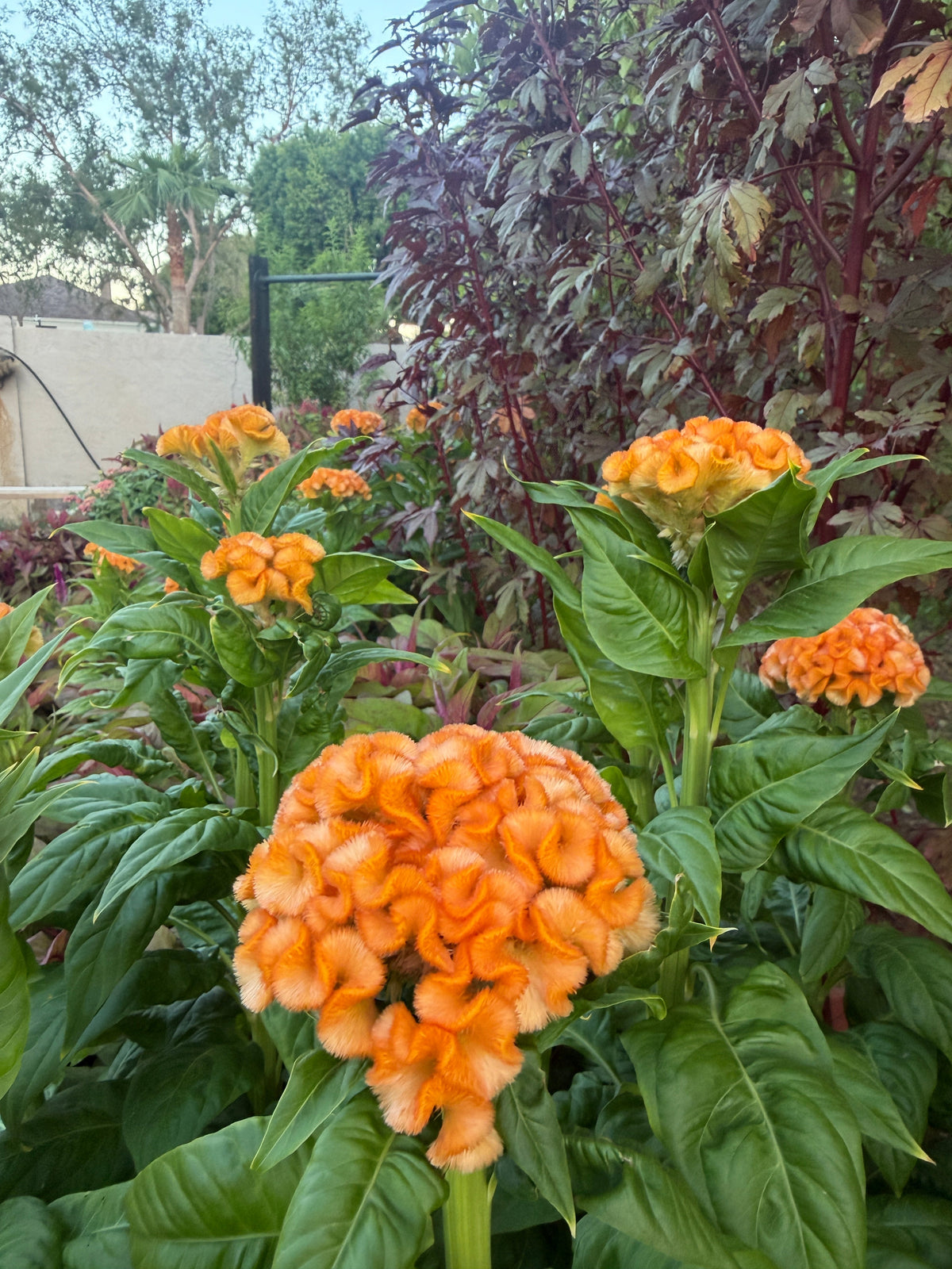 雞冠花女王橘色種子
