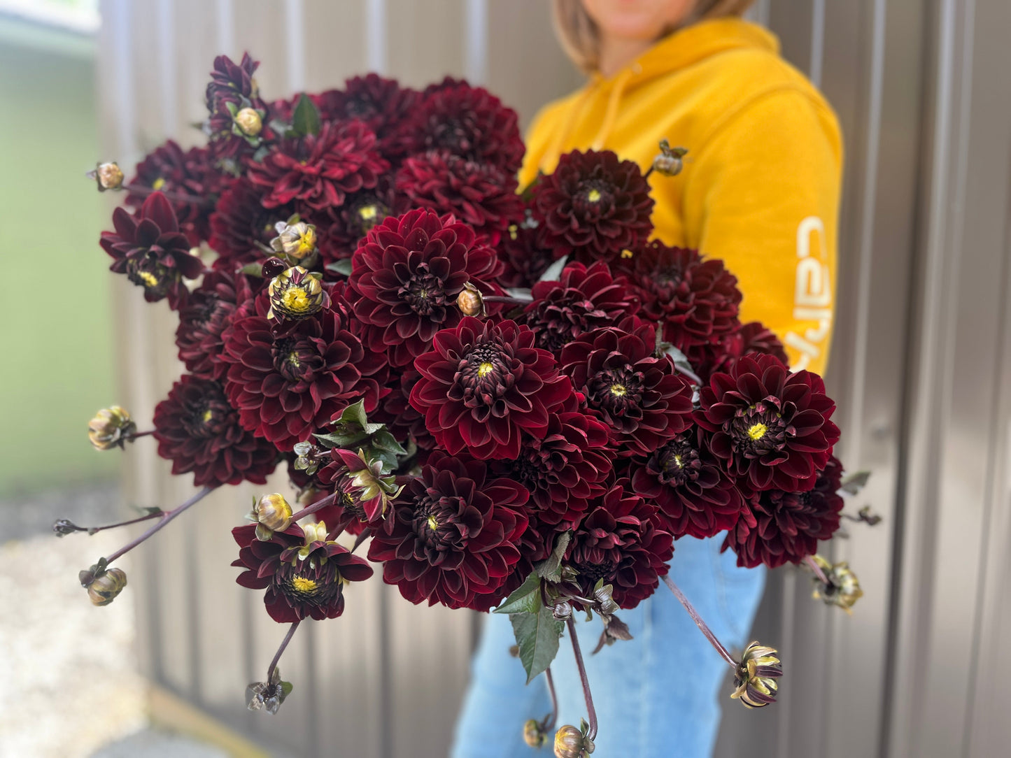 Dahlia Manoa-3 Rooted Cuttings