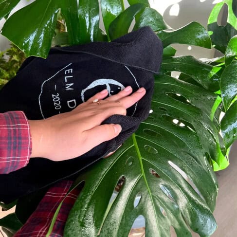 Plant Perfection - Blessings Grow Meadows