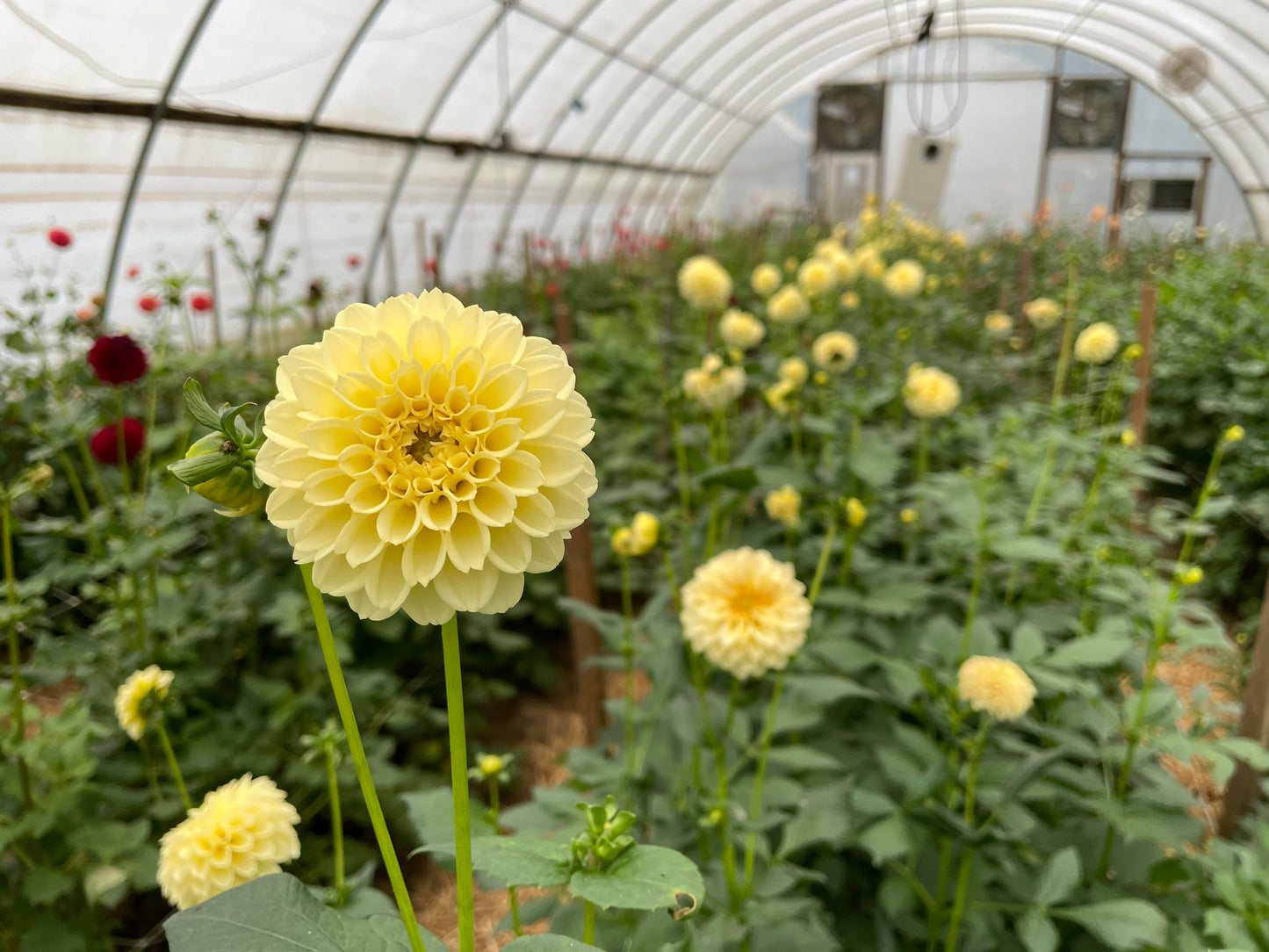 Dahlia Tuber Creamy