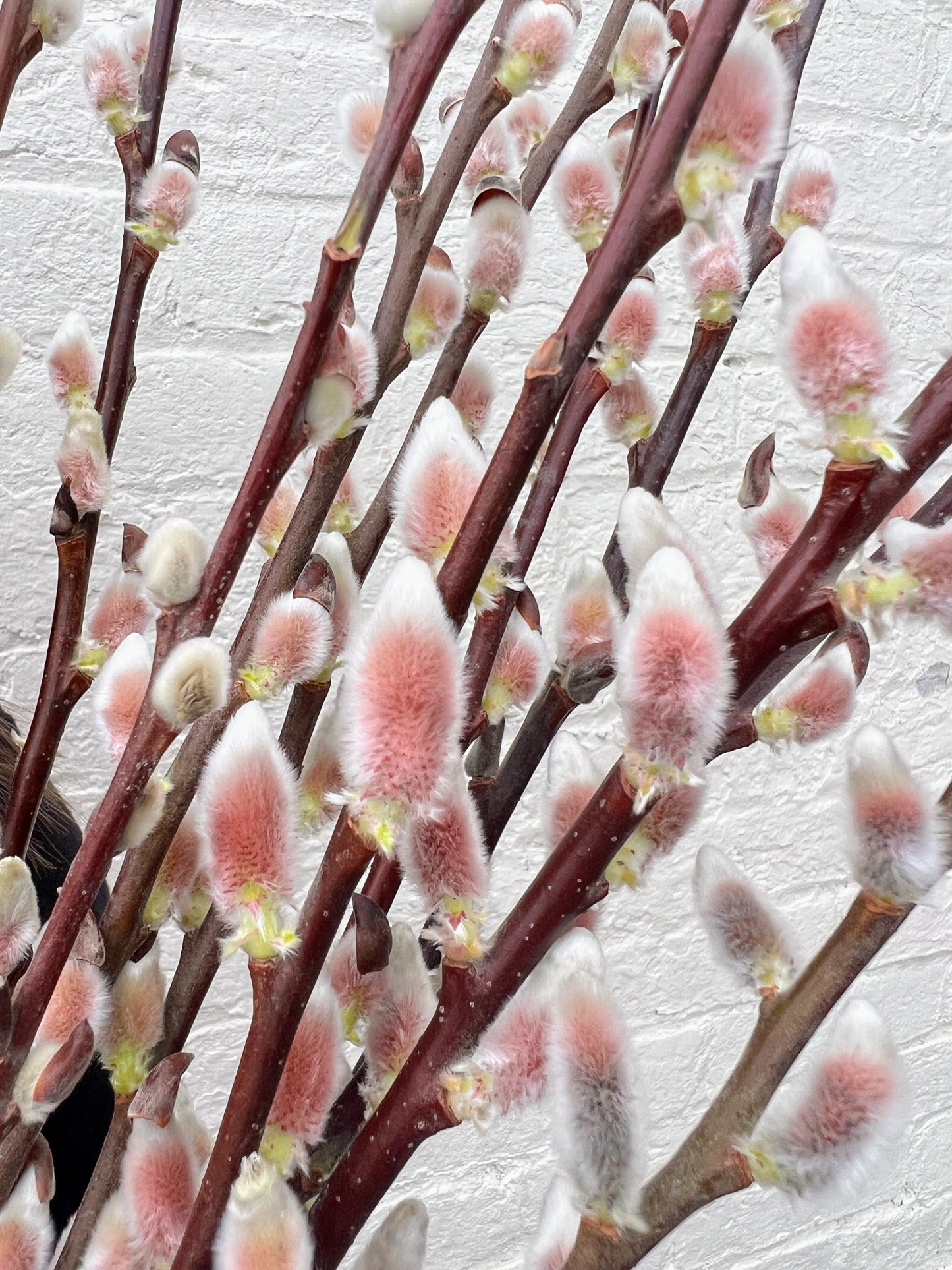 Showy Catkin Pussy Willow Mix (Free Shipping)