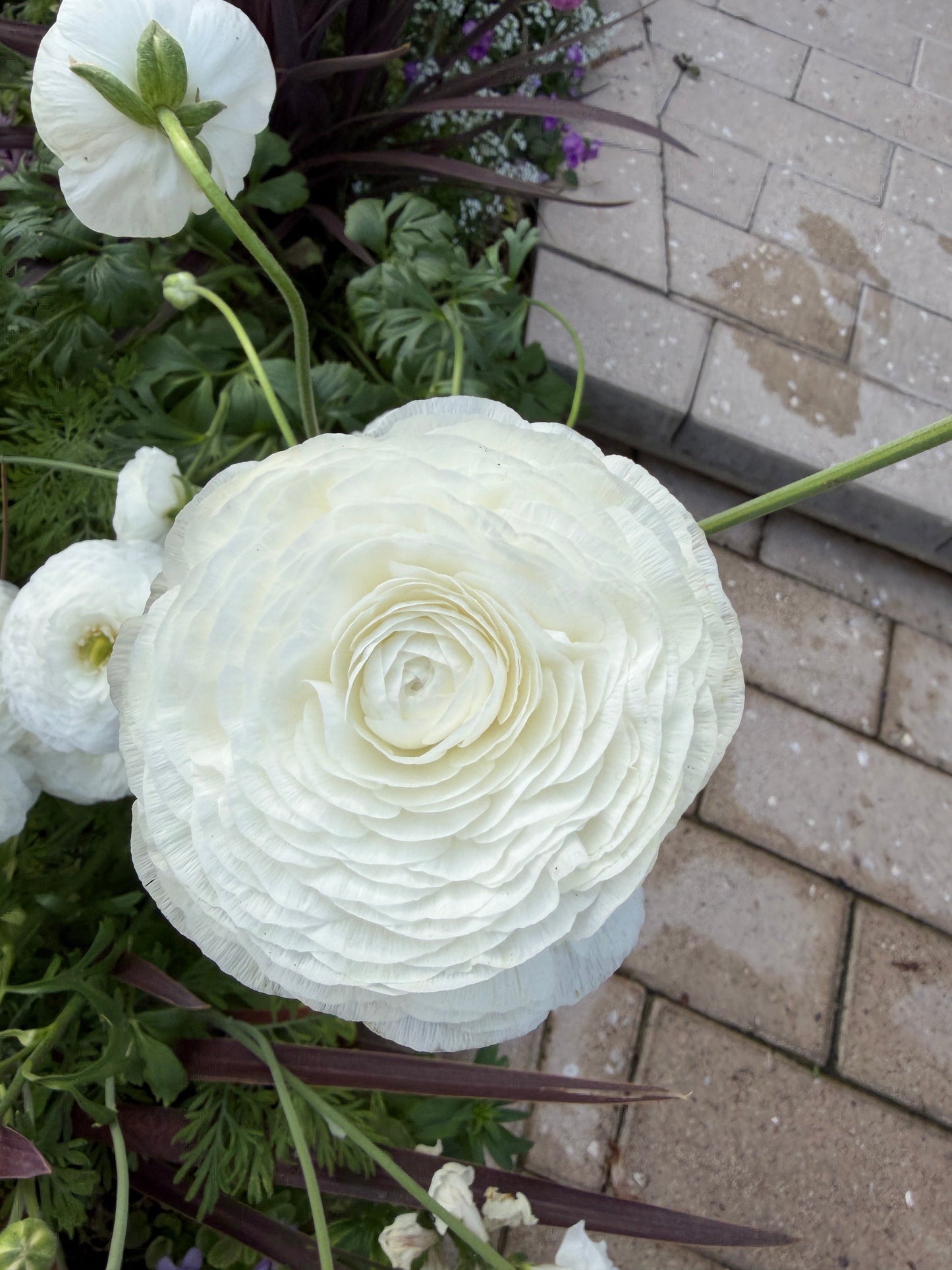 White Ranunculus Amandine corms from John's Plant Adventures displayed in a garden setting.
