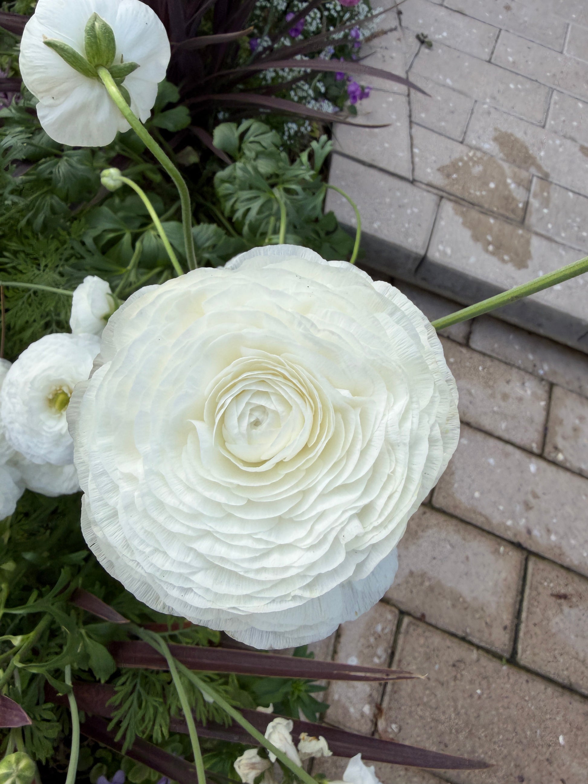 White Ranunculus Amandine corms from John's Plant Adventures displayed in a garden setting.