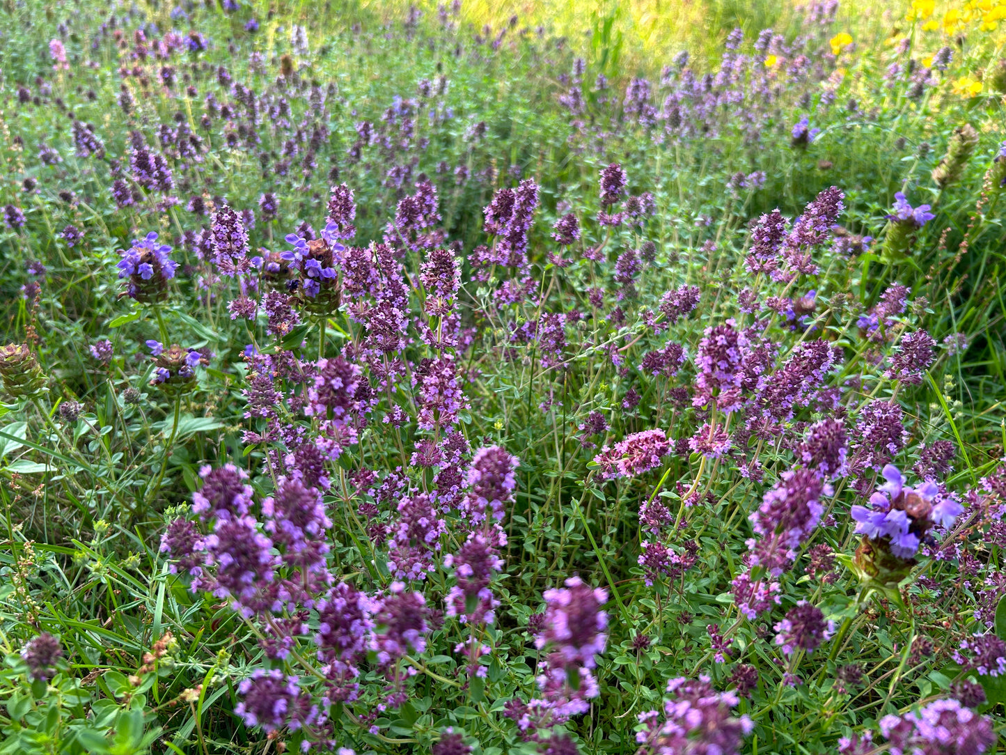 Easy Grow Dutch Clover Bee Lawn Eco-Friendly Kit - Blessings Grow Meadows