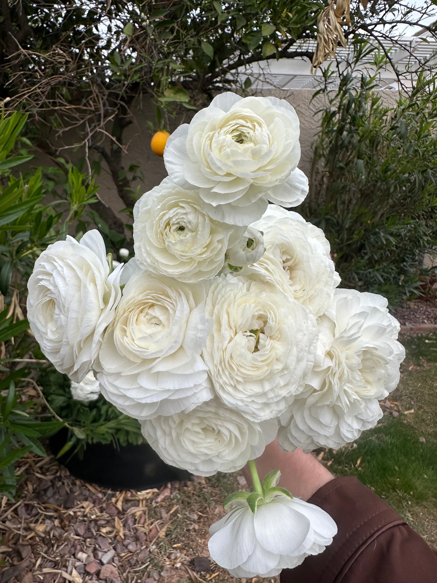 Ranunculus Amandine White