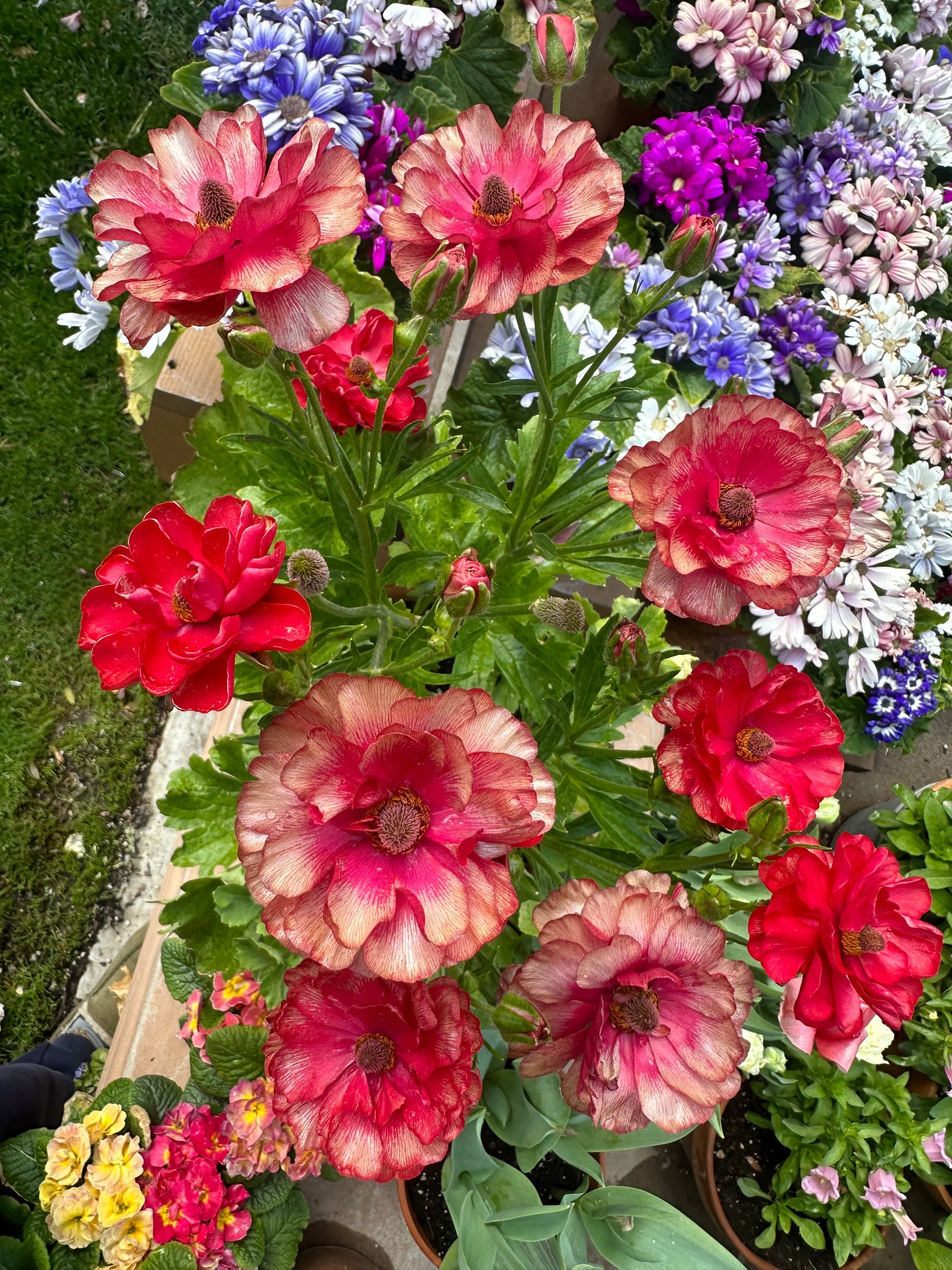 Butterfly Ranunculus ‘Musa’ corms from John's Plant Adventures, with vibrant flower buds and green foliage.