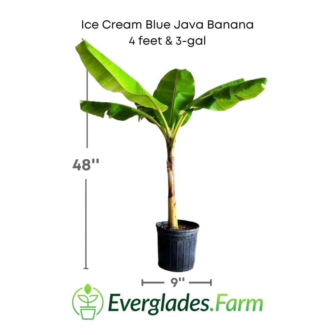 Ice Cream Blue Java Banana Plant - Blessings Grow Meadows -